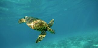 Czym smarować linki w pancerzu?