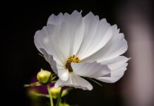 Ile koni ma Polaris Sportsman 1000? Ile koni ma Polaris Sportsman 1000?