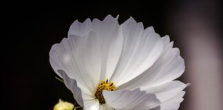 Ile koni ma Polaris Sportsman 1000? Ile koni ma Polaris Sportsman 1000?