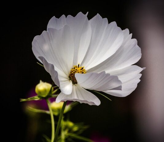 Ile koni ma Polaris Sportsman 1000? Ile koni ma Polaris Sportsman 1000?