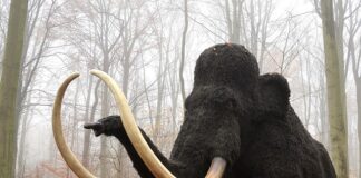 Co klej Mamut? Co klej Mamut?