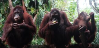 Co to jest towarzyskie faux pas? Co to jest towarzyskie faux pas?