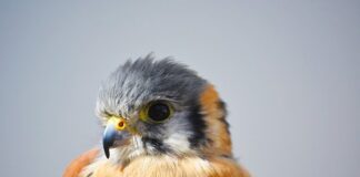 Jak nazywa się dziób statku?