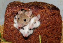 Jak pozbyć się myszy z przyczepy kempingowej?