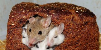 Jak pozbyć się myszy z przyczepy kempingowej?