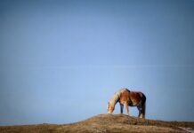 Jak odpowietrzyć układ sprzęgła? Jak odpowietrzyć układ sprzęgła?