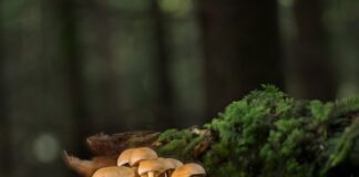 Jak łączyć listwy progowe? Jak łączyć listwy progowe?