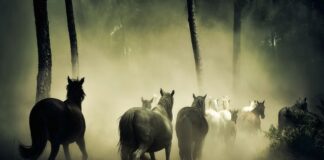 Ile koni ma Lexus RX 300? Ile koni ma Lexus RX 300?