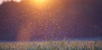 Czy są punkty karne za pękniętą szybę?