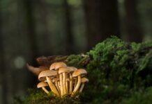 Jak łączyć listwy przypodłogowe?