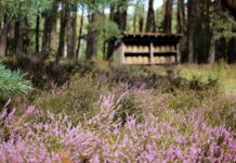 Ile kosztuje wymiana skrzyni biegów w samochodzie?