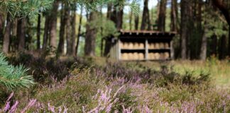 Ile kosztuje wymiana skrzyni biegów w samochodzie?