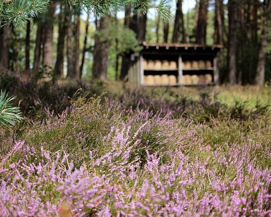 Ile kosztuje wymiana skrzyni biegów w samochodzie?