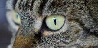 Czy zapach kota odstrasza myszy?