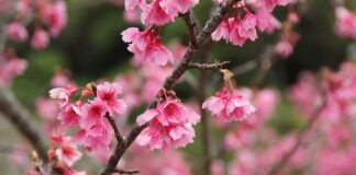 Jak smarować linki zmiany biegów?