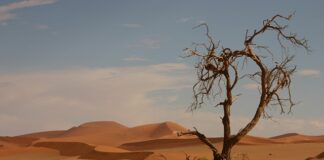 Kto przeżył w The 100? Kto przeżył w The 100?