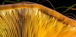 Jak zamontować listwy progowe bez wiercenia?