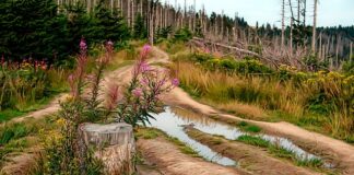 Jak zjeżdżać z Gorki?