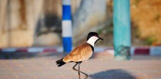 Kiedy wrzuca się 5 bieg? Kiedy wrzuca się 5 bieg?