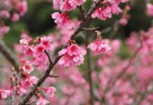 Jak działają linki zmiany biegów?