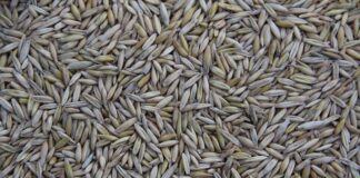 Gdzie są produkowane samochody Lexus? Gdzie są produkowane samochody Lexus?