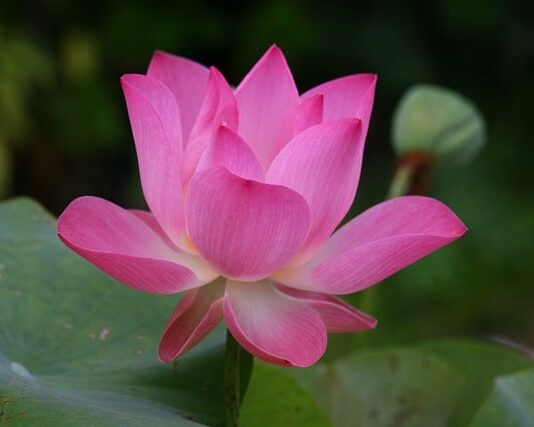 Jak się mówi po angielsku lina?