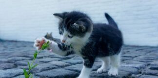 Co zrobić jak kamień uderzy w szybę?